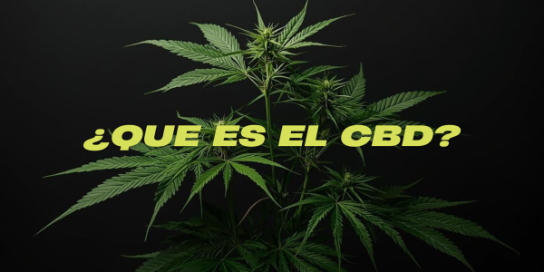 CBD: qué es, para qué sirve y por qué cada vez más personas lo eligen