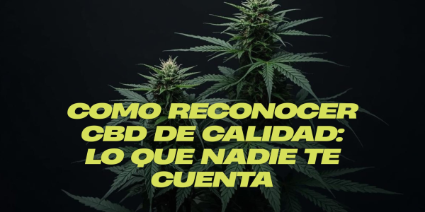 Cómo reconocer CBD de calidad: lo que nadie te cuenta.