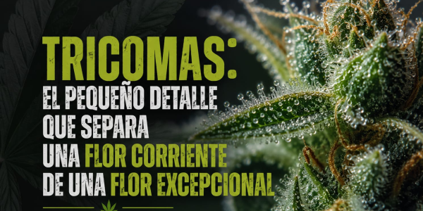 Tricomas: donde nace toda la magia del cannabis