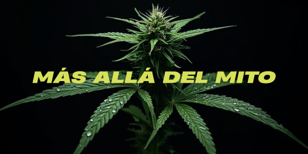 El cannabis más allá del mito: beneficios y usos reales
