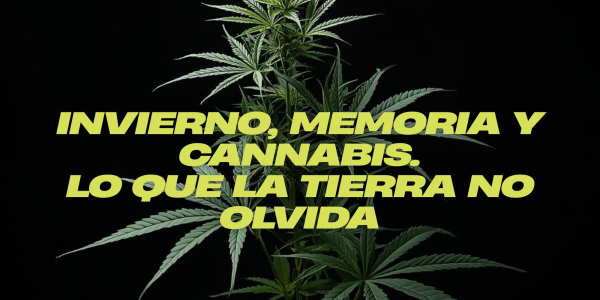Invierno, memoria y cáñamo: lo que nuestras raíces aún susurran